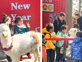 MG冰球突破官网网站幼儿园开展“我和羊驼交朋友”亲近自然互动体验活动