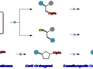 冰球官网教育部重点实验室徐梦雨团队在《Angewandte Chemie International Edition》发表高水平研究成果